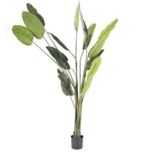 Bananenplant Strelitzia - Byboo