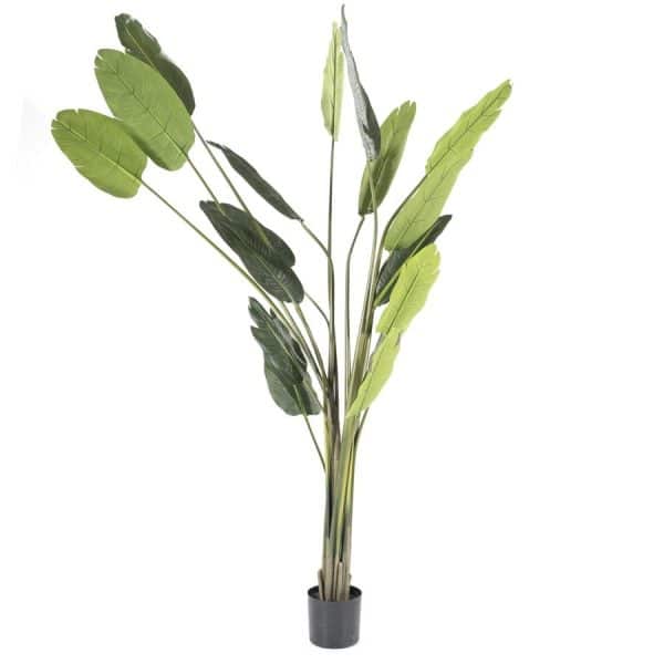 Bananenplant Strelitzia - Byboo